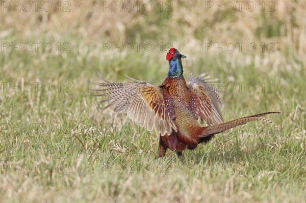 Pheasant, hunting pheasant (Phasianus colchicus), adult male bird courting in a meadow, area demarcation, wildlife, lembruch, ox moor, Dümmer nature park Park, Lower Saxony, Germany