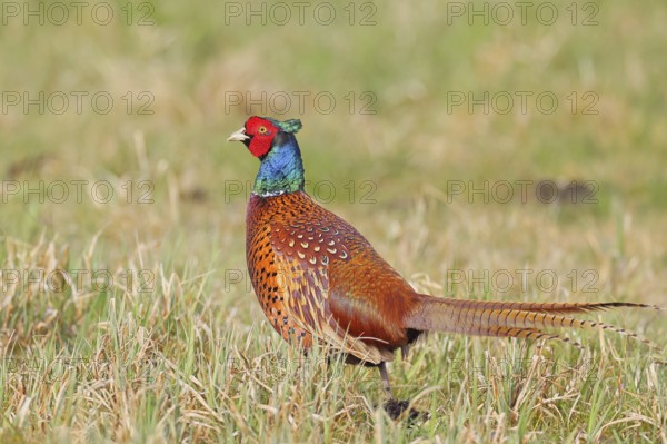 Pheasant, hunting pheasant (Phasianus colchicus), adult male bird in a meadow, wildlife, lembruch, ox moor, Dümmer nature park Park, Lower Saxony, Germany