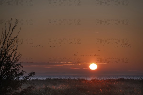 Sunrise on the lagoon, flying cranes above (Grus grus), Ahrenshoop, Darß, Mecklenburg-Western Pomerania, Germany