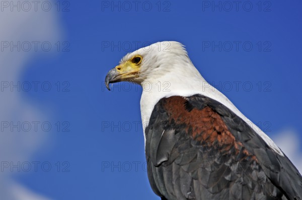 Bald eagle (Haliaeetus leucocephalus) against blue sky, public air show, Cologne, North Rhine-Westphalia, Germany