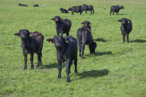 Young water buffaloes (Bubalus arnee) in the willow, Darß, Mecklenburg-Western Pomerania, Germany