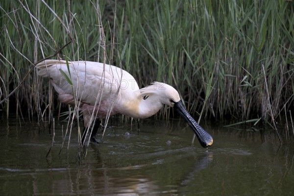 Spoonbill (Platalea leucorodia) looking for food in shallow water with drops of water in its open beak. Texel, North Holland, Netherlands