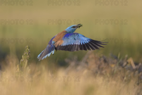 Blue racke (Coracias garrulus), flying in a meadow landscape with an insect in its beak, Kiskunság National Park, Hungary