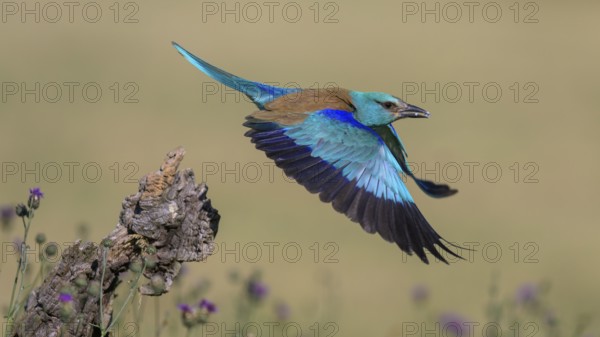 Blue racke (Coracias garrulus), starting from sitting room in a flower meadow with insect in its beak, Kiskunság National Park, Hungary