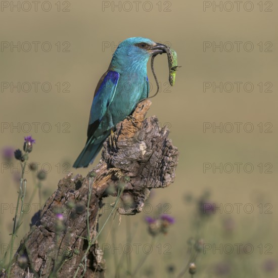Blue racquet (Coracias garrulus) sitting in a flower meadow with captured sand lizard (Lacerta agilis), in its beak, Kiskunság National Park, Hungary