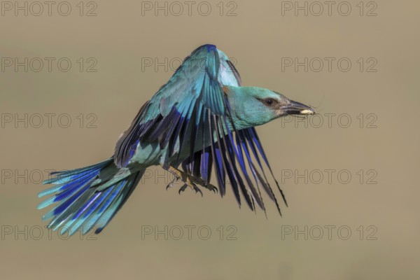 Blue racke (Coracias garrulus), flying with insect in its beak, Kiskunság National Park, Hungary
