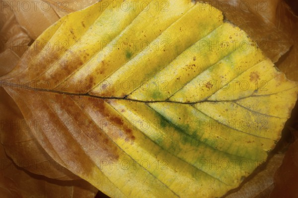 Beech (Fagus) leaves, close-up, alienation, in autumn, North Rhine-Westphalia, Germany