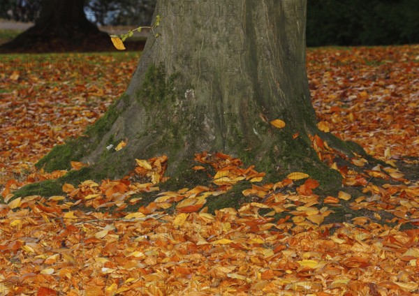 Beech (Fagus) leaves, in autumn, North Rhine-Westphalia, Germany