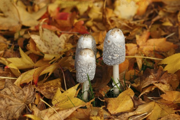 Schopftintling (Coprinus comatus), group in autumn leaves, North Rhine-Westphalia, Germany