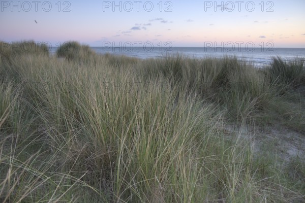 Dune landscape with beach grass on the North Sea, Texel, North Holland, Netherlands