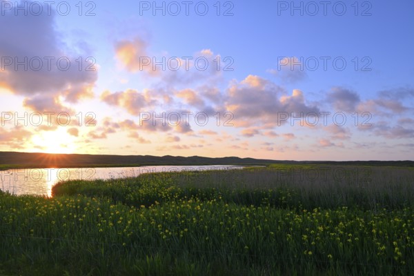 Blooming marsh iris (Iris peudacorus) in the wetland in dune landscape, Texel, North Holland, the Netherlands