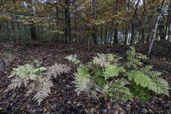 Royal fern (Osmunda regalis) in autumn leaves, Emsland, Lower Saxony, Germany