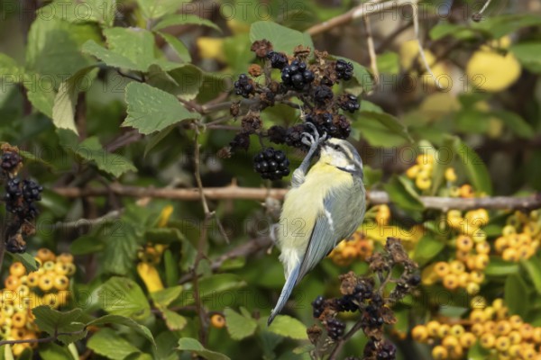 Blue tit (Cyanistes caeruleus) adult bird in a hedgerow feeding on blackberries in summer, England, United Kingdom