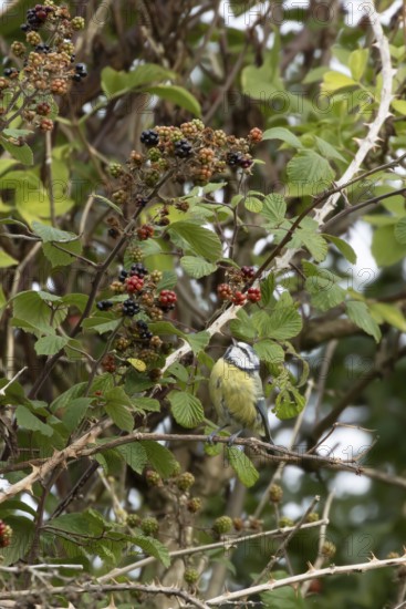 Blue tit (Cyanistes caeruleus) adult bird in a hedgerow on blackberries in summer, England, United Kingdom