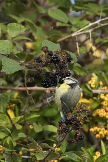 Blue tit (Cyanistes caeruleus) adult bird in a hedgerow feeding on blackberries in summer, England, United Kingdom