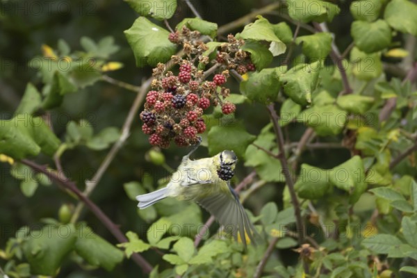 Blue tit (Cyanistes caeruleus) adult bird in a hedgerow on blackberries in summer, England, United Kingdom