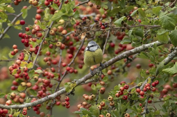 Blue tit (Cyanistes caeruleus) adult bird in a Hawthorn hedgerow with red berries in summer, England, United Kingdom