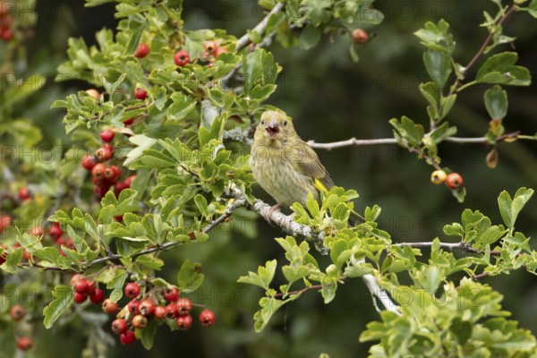 European greenfinch (Chloris chloris) adult bird in a Hawthorn hedgerow with red berries in summer, England, United Kingdom
