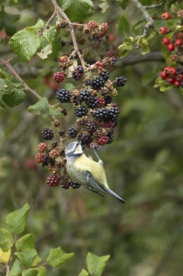 Blue tit (Cyanistes caeruleus) adult bird in a hedgerow feeding on blackberries in summer, England, United Kingdom