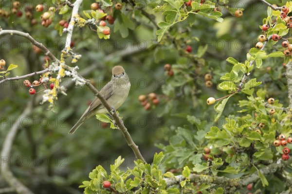 Eurasian blackcap (Sylvia atricapilla) adult female bird in a Hawthorn hedgerow with red berries in summer, England, United Kingdom