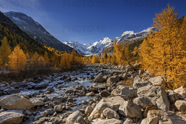 River, larch forest, autumn color, autumn, mountains, glaciers, morning light, Morteratsch Valley, Morteratsch Glacier, Engadin, Switzerland