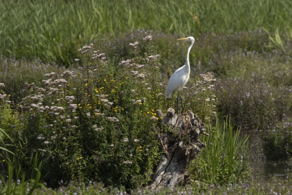 Great white egret (Ardea alba) adult bird on a tree stump amongst summer flowers, England, United Kingdom