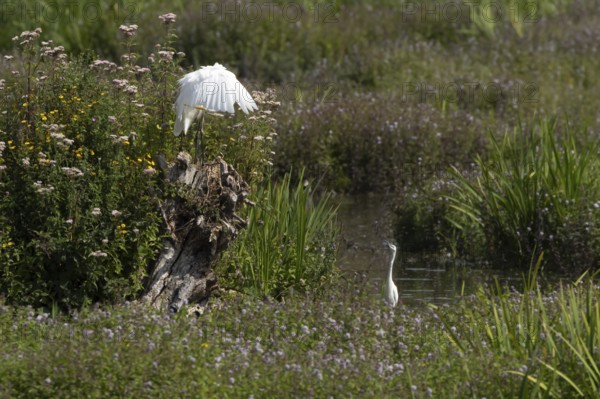 Great white egret (Ardea alba) adult bird on a tree stump amongst summer flowers looking down at a Little egret (Egretta garzetta) in a lake, England, United Kingdom
