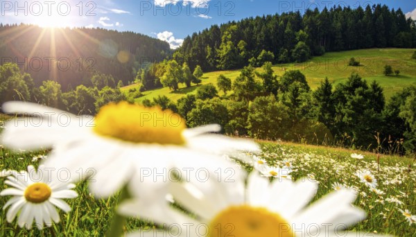 A sunlit meadow with daisies against a forest backdrop under a blue sky, Late summer country landscape with daisies meadow and sunbeams, forest in blurred background, hilly landscape in sunrise or sunset, tranquil nature template or poster for beauty of nature, AI generated