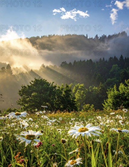 A sunlit meadow with daisies against a forest backdrop under a blue sky, Late summer country landscape with daisies meadow and sunbeams, forest in blurred background, hilly landscape in sunrise or sunset, tranquil nature template or poster for beauty of nature, AI generated