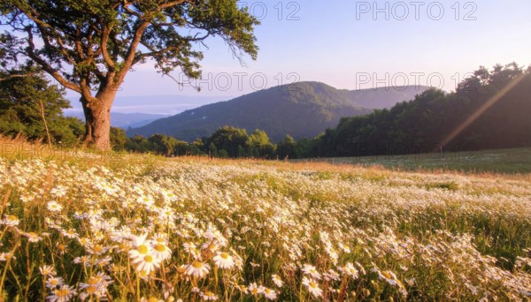 A sunlit meadow with daisies against a forest backdrop under a blue sky, Late summer country landscape with daisies meadow and sunbeams, forest in blurred background, hilly landscape in sunrise or sunset, tranquil nature template or poster for beauty of nature, AI generated