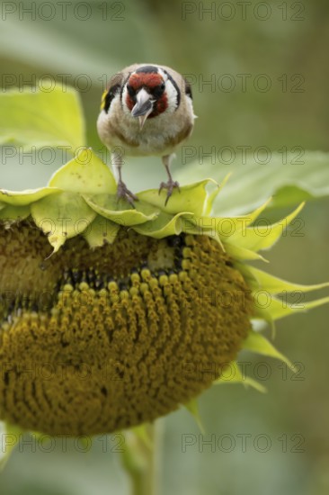 European goldfinch (Carduelis carduelis) adult bird feeding on a sunflower seed in a field of sunflowers, England, United Kingdom