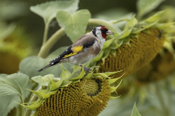 European goldfinch (Carduelis carduelis) adult bird on a sunflower seedhead in a field of sunflowers, England, United Kingdom