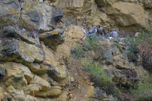 Peregrine falcon (Falco peregrinus), adult female in her habitat feeding nestlings in picturesque rocky scenery, biosphere area, Swabian Jura, Baden-Württemberg, Germany