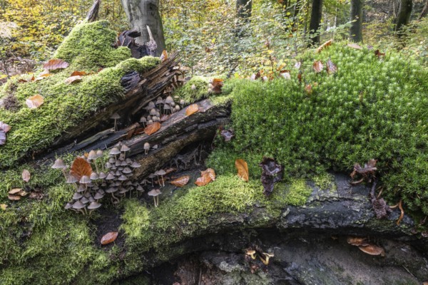 Helmlinge (Mycena), Emsland, Lower Saxony, Germany