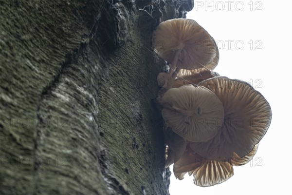 Ringed beech mucida (Oudemansiella mucida), Emsland, Lower Saxony, Germany