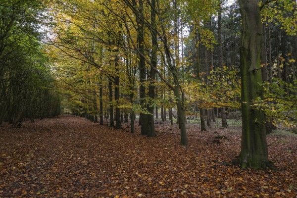 Beech forest (Fagus sylvatica) in autumn leaves, Emsland, Lower Saxony, Germany