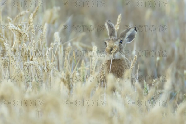 European brown hare (Lepus europaeus) adult animal feeding on a wheat sheath in a farmland field in summer, England, United Kingdom
