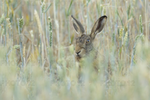 European brown hare (Lepus europaeus) adult animal in a farmland wheat field in summer, England, United Kingdom