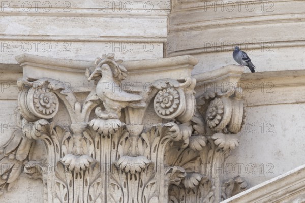Feral dove (Columba livia) adult bird on a building with a peace dove bird sculture in the city of Rome, Italy