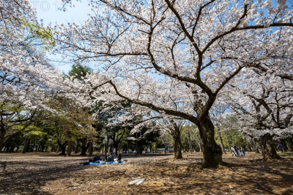 People picnicking under cherry blossoms in Yoyogi Park, Hanami Festival, Shibuya District, Tokyo, Japan