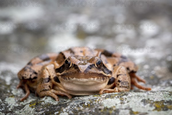 Common frog (Rana temporaria) sitting on stone, Lower Austria, Austria