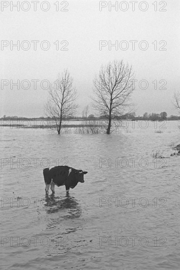 Cow standing in water, Elbe flood, Bleckede, Lower Saxony, Germany, February 07, 1995, vintage, retro, old, historic