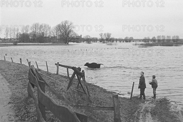 Cow running through water, children, Elbe flood, Bleckede, Lower Saxony, Germany, February 07, 1995, vintage, retro, old, historic