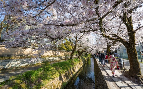 Footpath along a canal, cherry blossoms in spring, Philosopher's Path or Tetsugaku no michi, Kyoto, Japan