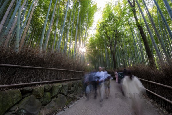 Visitors on their way through bamboo forest, long exposure, towering bamboo stems in Arashiyama bamboo forest, with sun star, Kyoto, Japan