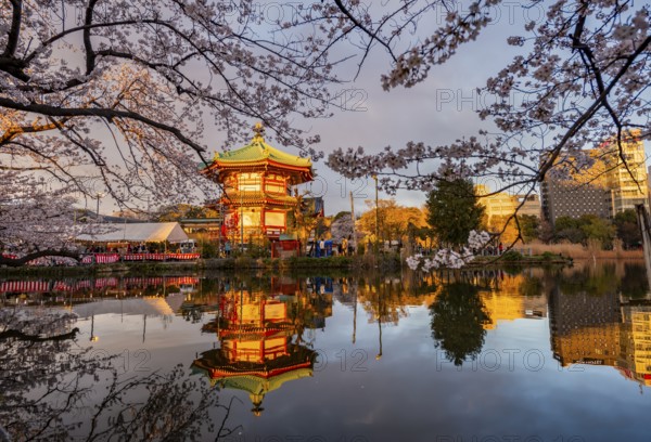 Shinobazunoike Bentendo temple reflected in lake at sunset, Shinobazu pond, lakeside cherry blossom in spring, Hanami festival, Ueno Park, Taito City, Tokyo, Japan