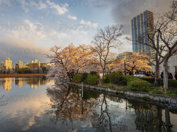 Skyscrapers reflected in lake at sunset, Shinobazu pond, lakeside cherry blossoms in spring, Hanami Festival, Ueno Park, Taito City, Tokyo, Japan