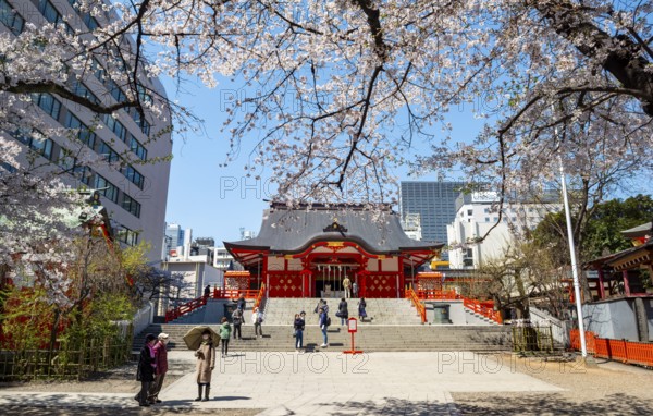 Shinto Shrine main building, Hanazono Shrine, cherry trees blooming in spring, Shinjuku City, Tokyo