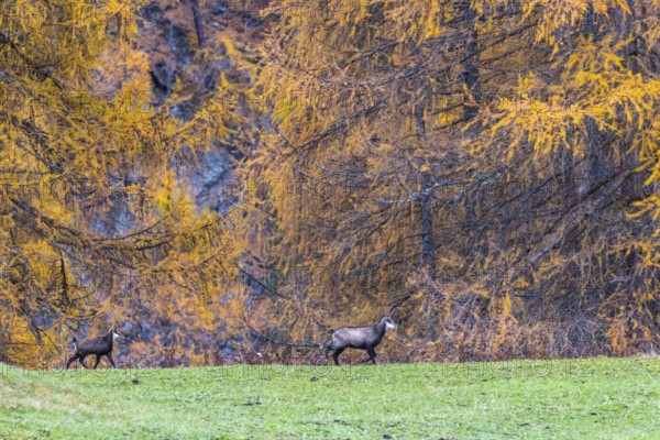 Chamois (Rupicapra rupicapra) in front of yellow larches (Larix), autumn, Zernez, Engadin, Graubünden, Switzerland
