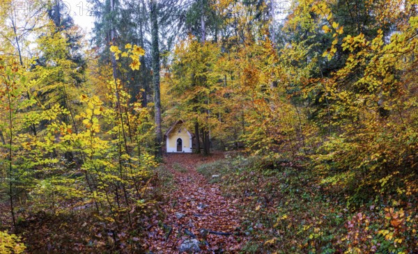 Deciduous trees, colorful autumn forest with counter chapel, Sankt Lorenz, Mondseeland, Salzkammergut, Upper Austria, Austria